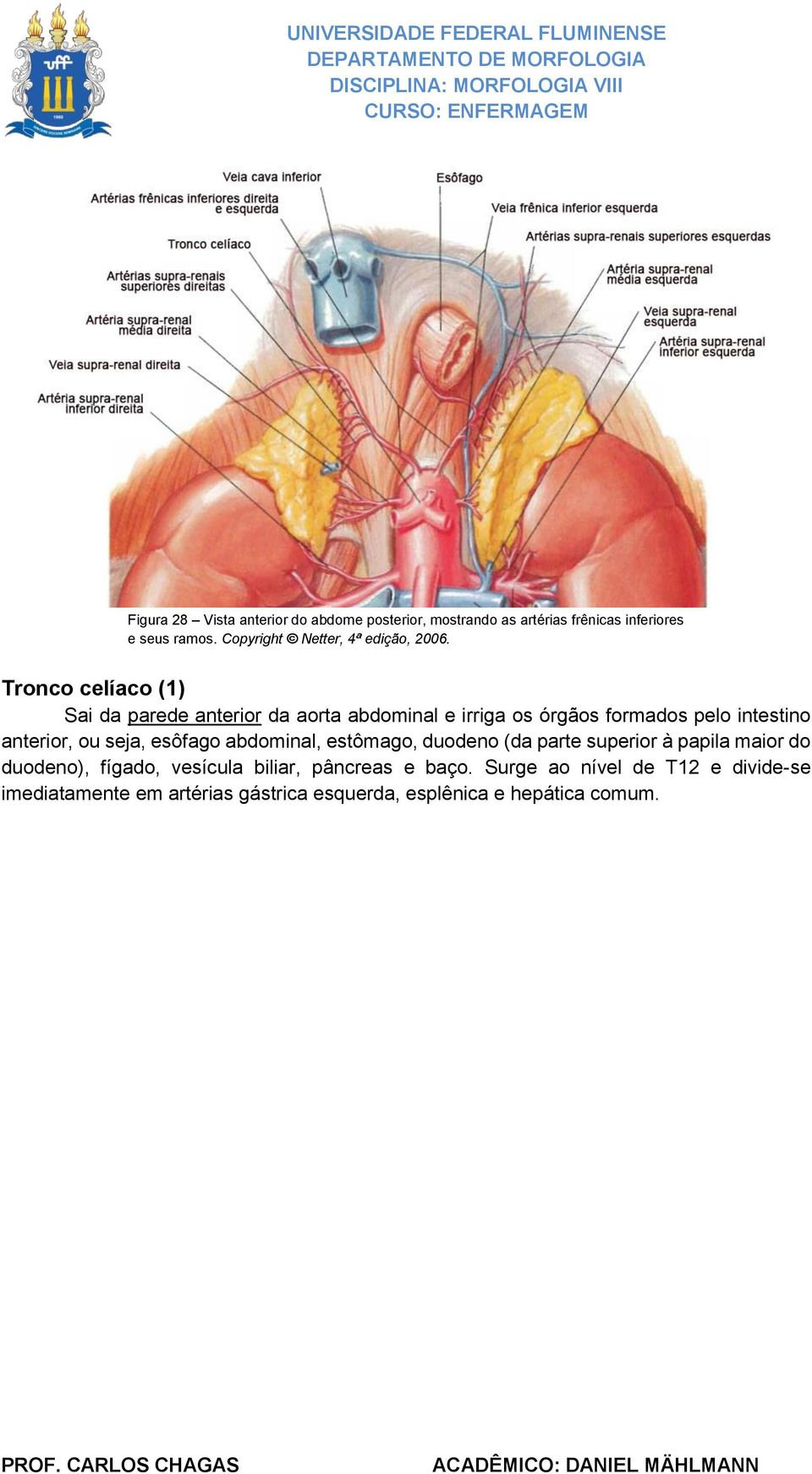 Tronco celíaco (1) Sai da parede anterior da aorta abdominal e irriga os órgãos formados pelo intestino anterior, ou seja,