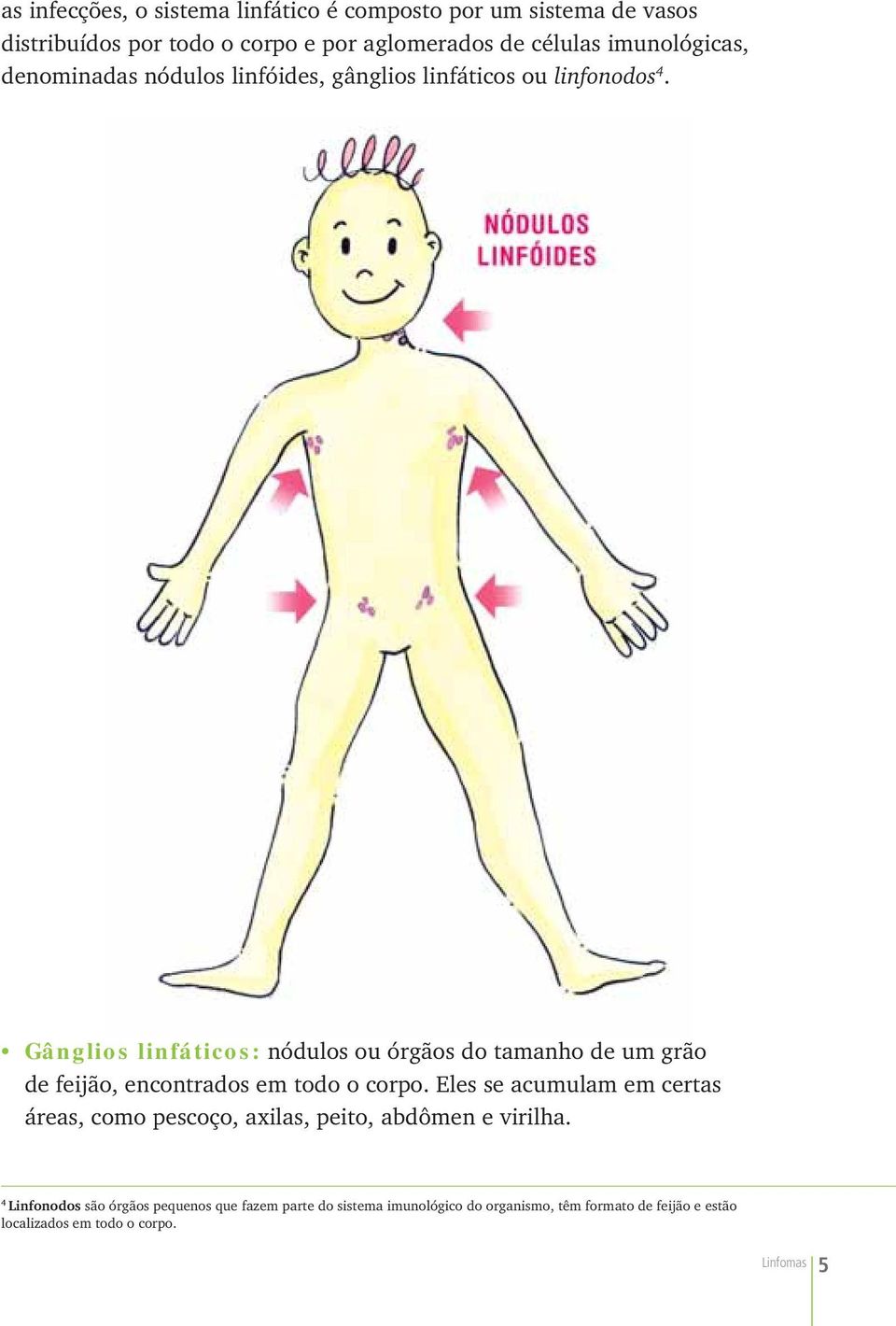 Gânglios linfáticos: nódulos ou órgãos do tamanho de um grão de feijão, encontrados em todo o corpo.