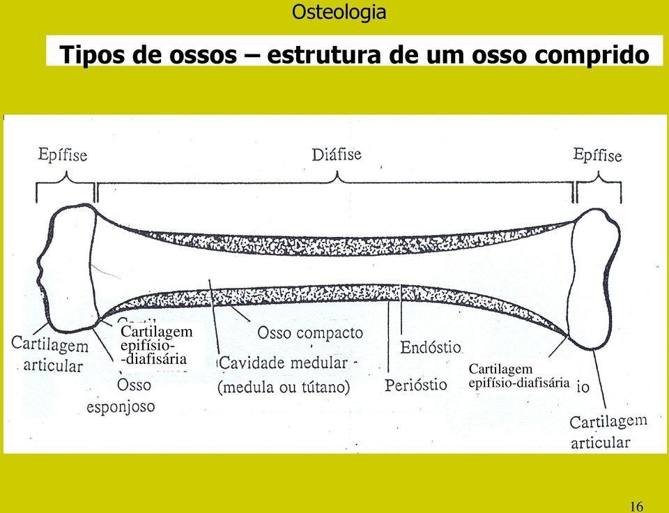 Cartilagem epifísio-