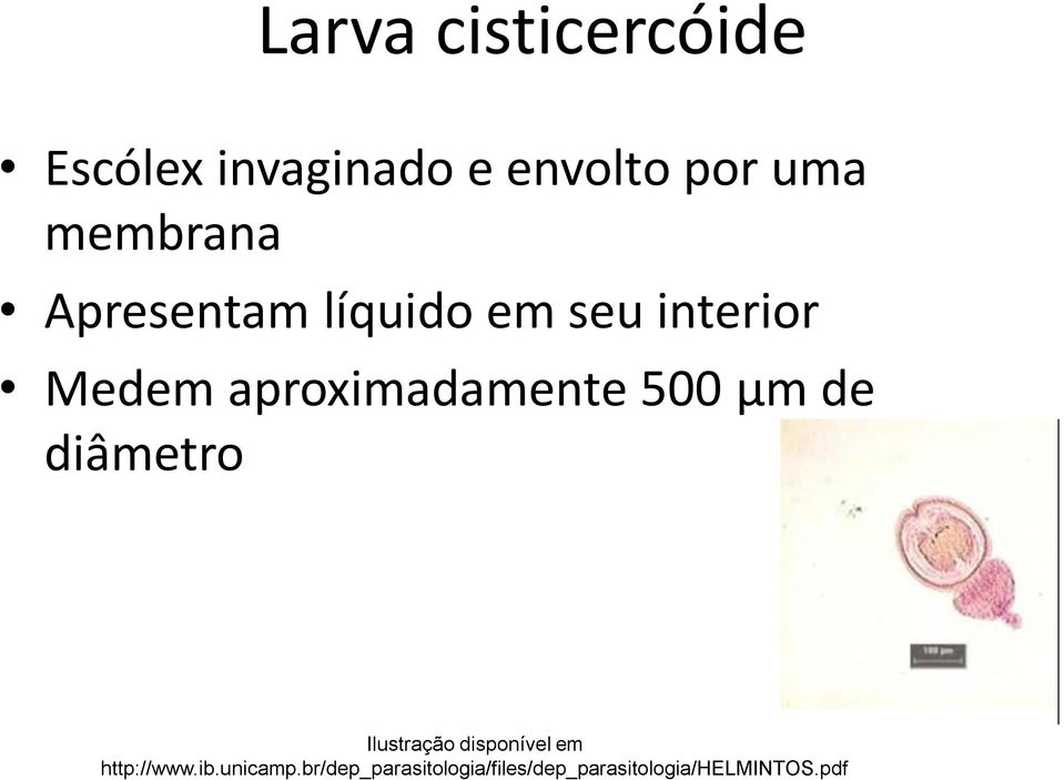 aproximadamente 500 µm de diâmetro Ilustração disponível em