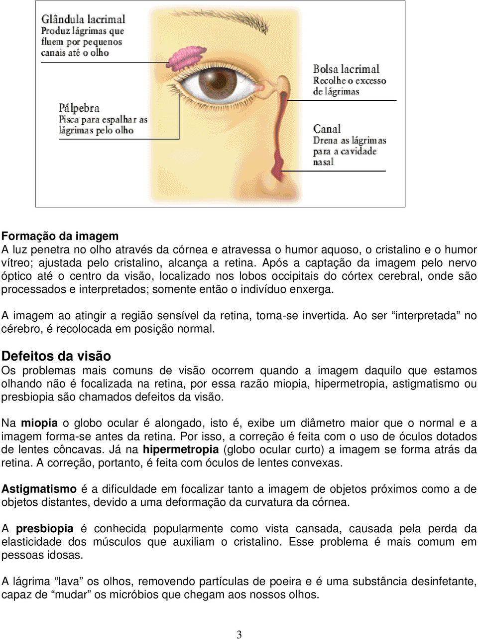 A imagem ao atingir a região sensível da retina, torna-se invertida. Ao ser interpretada no cérebro, é recolocada em posição normal.