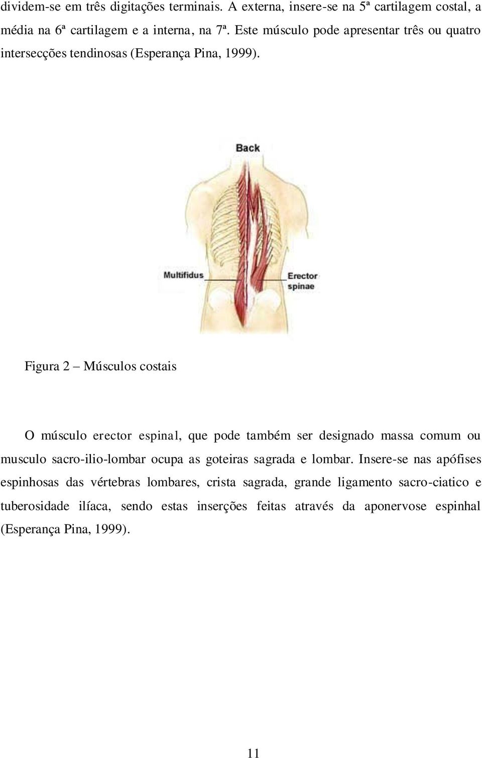 Figura 2 Músculos costais O músculo erector espinal, que pode também ser designado massa comum ou musculo sacro-ilio-lombar ocupa as goteiras sagrada