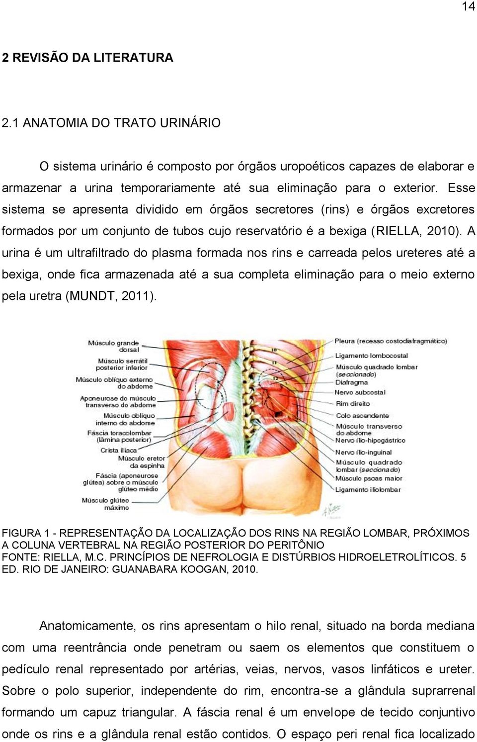 Esse sistema se apresenta dividido em órgãos secretores (rins) e órgãos excretores formados por um conjunto de tubos cujo reservatório é a bexiga (RIELLA, 2010).