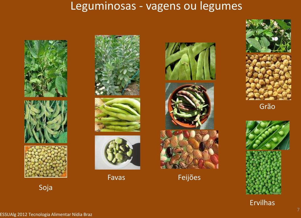 legumes Grão