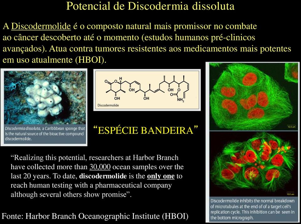 ESPÉCIE BANDEIRA Realizing this potential, researchers at Harbor Branch have collected more than 30,000 ocean samples over the last 20 years.