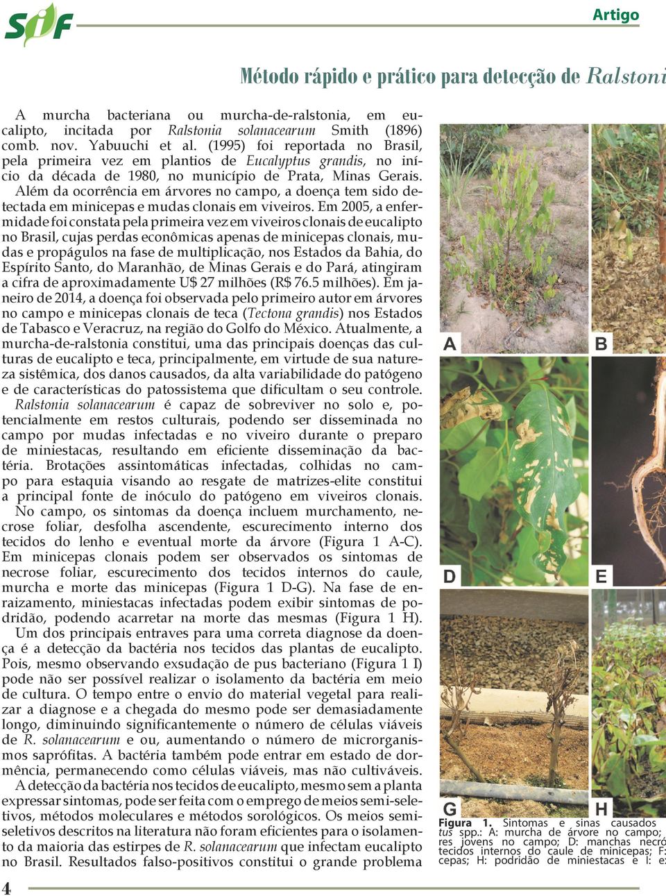 Além da ocorrência em árvores no campo, a doença tem sido detectada em minicepas e mudas clonais em viveiros.