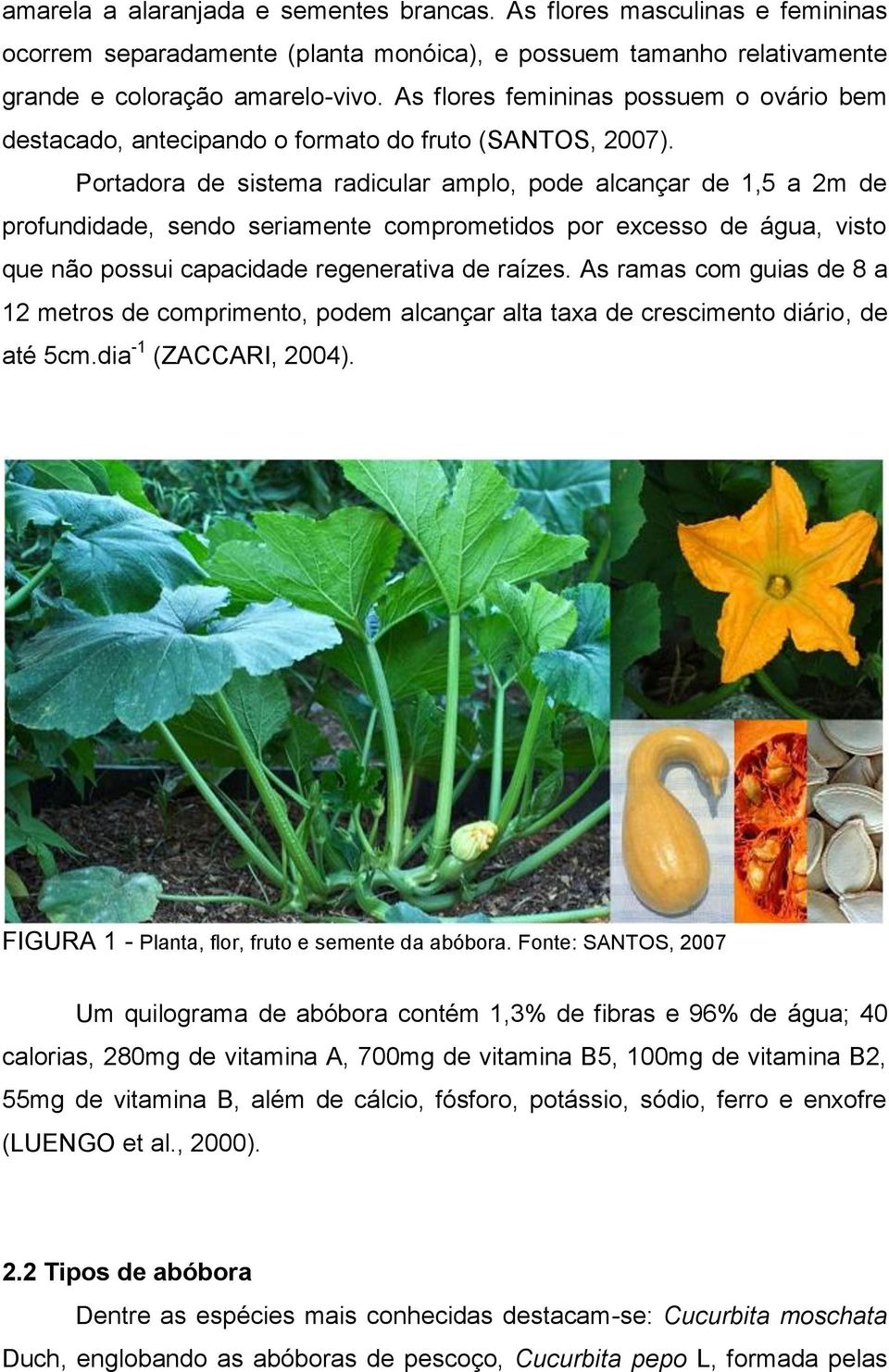 Portadora de sistema radicular amplo, pode alcançar de 1,5 a 2m de profundidade, sendo seriamente comprometidos por excesso de água, visto que não possui capacidade regenerativa de raízes.