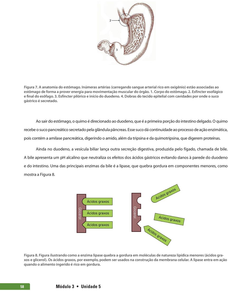 Ao sair do estômago, o quimo é direcionado ao duodeno, que é a primeira porção do intestino delgado. O quimo recebe o suco pancreático secretado pela glândula pâncreas.