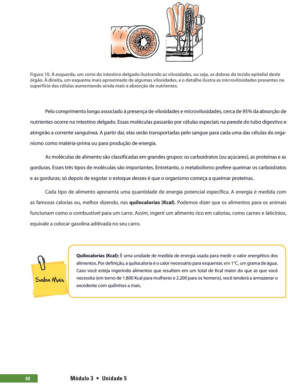 Pelo comprimento longo associado à presença de vilosidades e microvilosidades, cerca de 95% da absorção de nutrientes ocorre no intestino delgado.