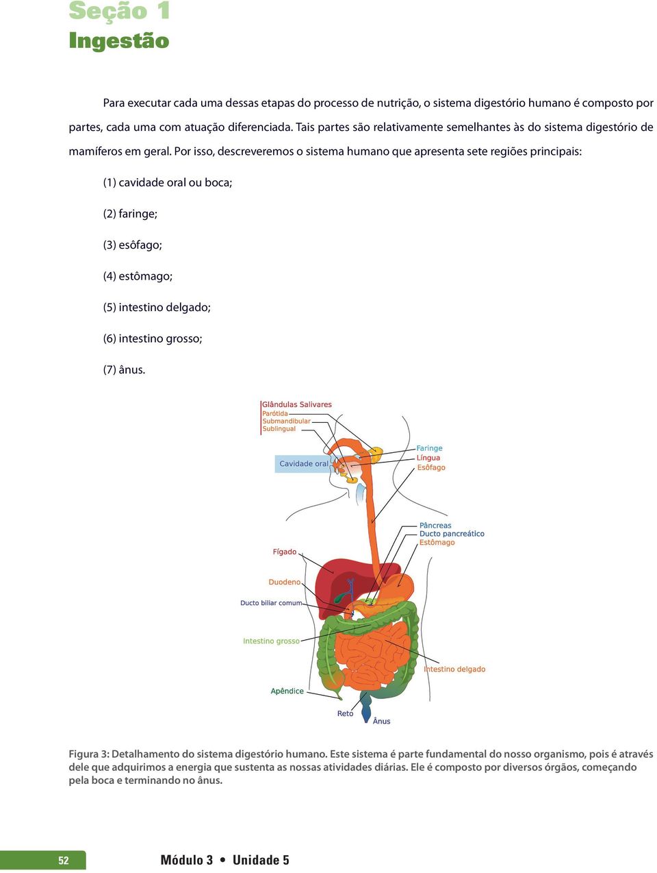 Por isso, descreveremos o sistema humano que apresenta sete regiões principais: (1) cavidade oral ou boca; (2) faringe; (3) esôfago; (4) estômago; (5) intestino delgado; (6) intestino