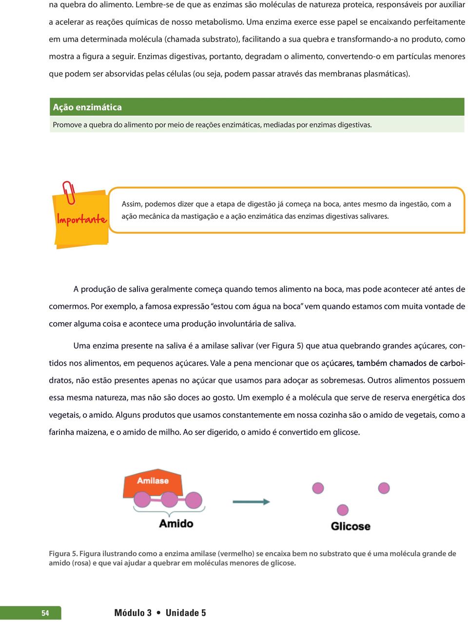 Enzimas digestivas, portanto, degradam o alimento, convertendo-o em partículas menores que podem ser absorvidas pelas células (ou seja, podem passar através das membranas plasmáticas).