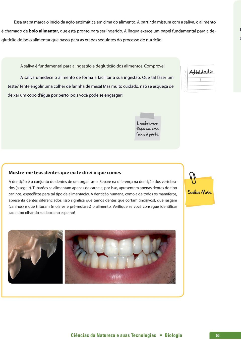 t d A saliva é fundamental para a ingestão e deglutição dos alimentos. Comprove! A saliva umedece o alimento de forma a facilitar a sua ingestão. Que tal fazer um teste?