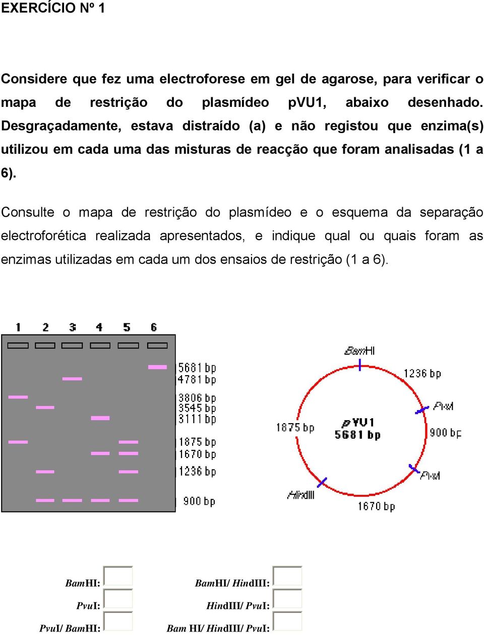 Consulte o mapa de restrição do plasmídeo e o esquema da separação electroforética realizada apresentados, e indique qual ou quais foram as