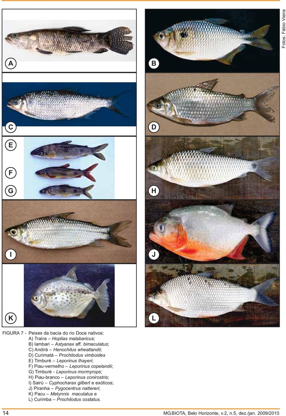 bimaculatus; C) Andirá Henochilus wheatlandii; D) Curimatá Prochilodus vimboides E) Timburé Leporinus thayeri; F) Piau-vermelho Leporinus