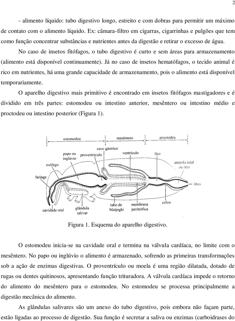 No caso de insetos fitófagos, o tubo digestivo é curto e sem áreas para armazenamento (alimento está disponível continuamente).