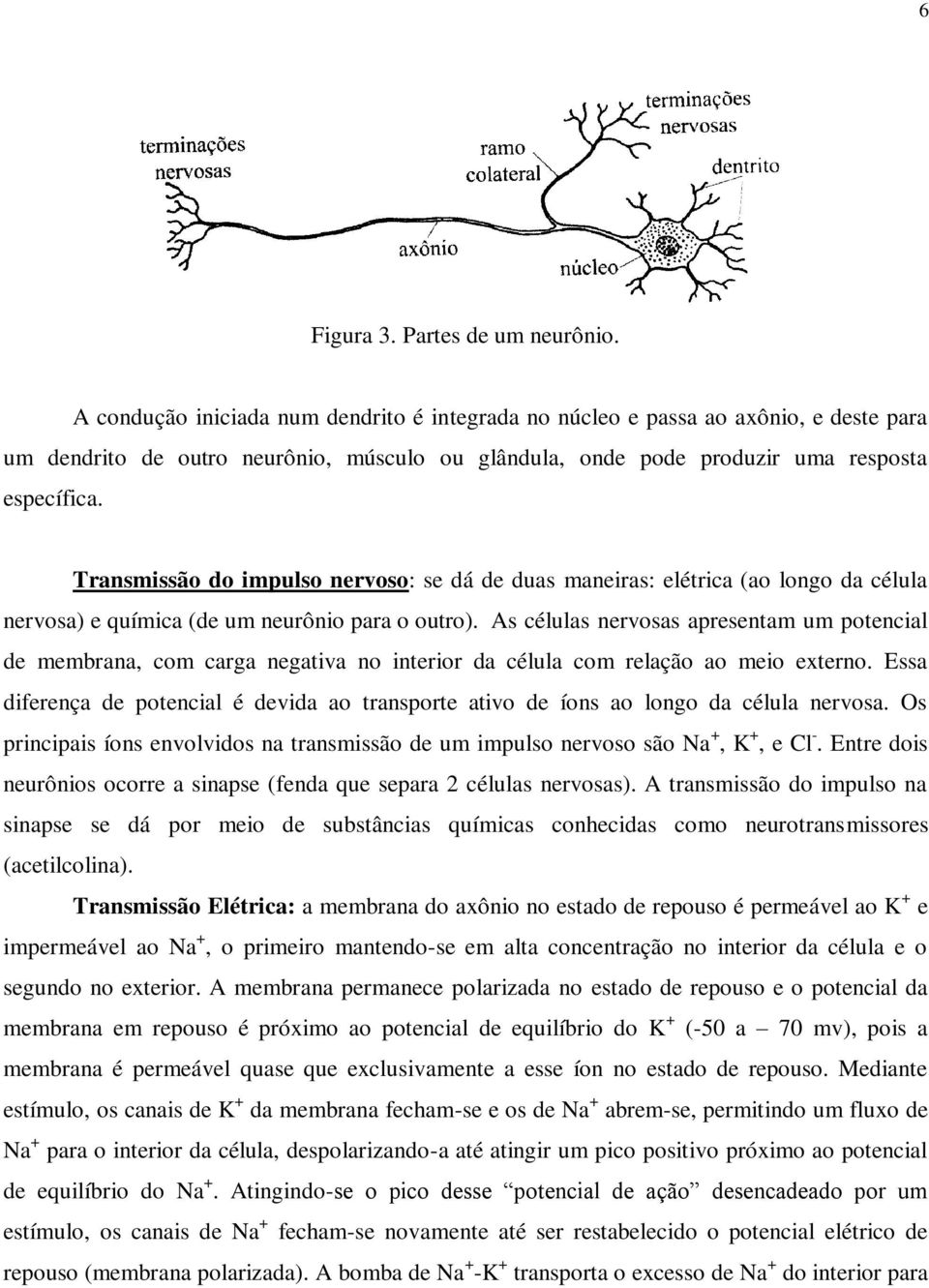 Transmissão do impulso nervoso: se dá de duas maneiras: elétrica (ao longo da célula nervosa) e química (de um neurônio para o outro).