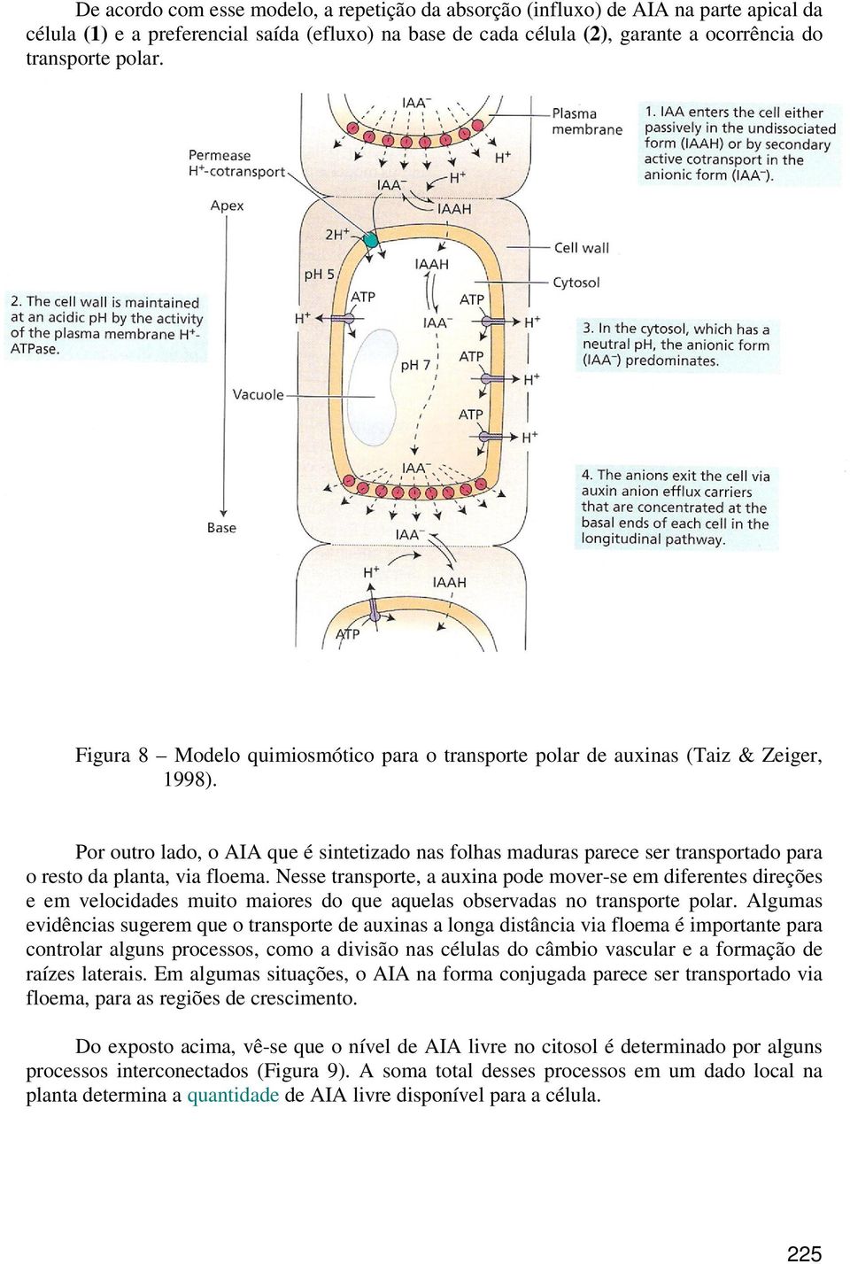 Por outro lado, o AIA que é sintetizado nas folhas maduras parece ser transportado para o resto da planta, via floema.