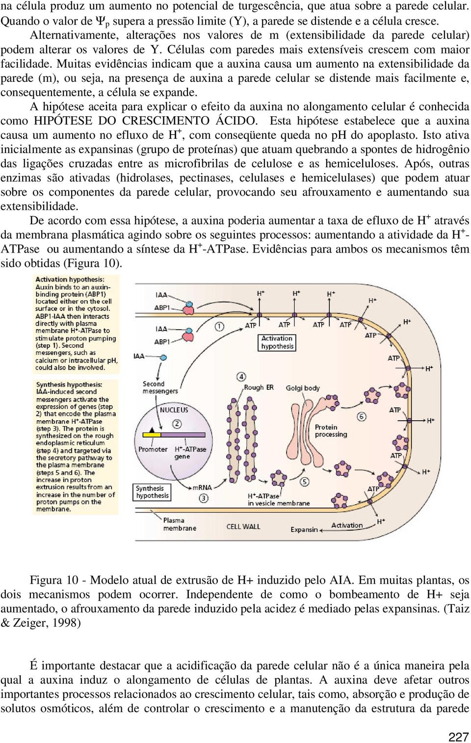 Muitas evidências indicam que a auxina causa um aumento na extensibilidade da parede (m), ou seja, na presença de auxina a parede celular se distende mais facilmente e, consequentemente, a célula se