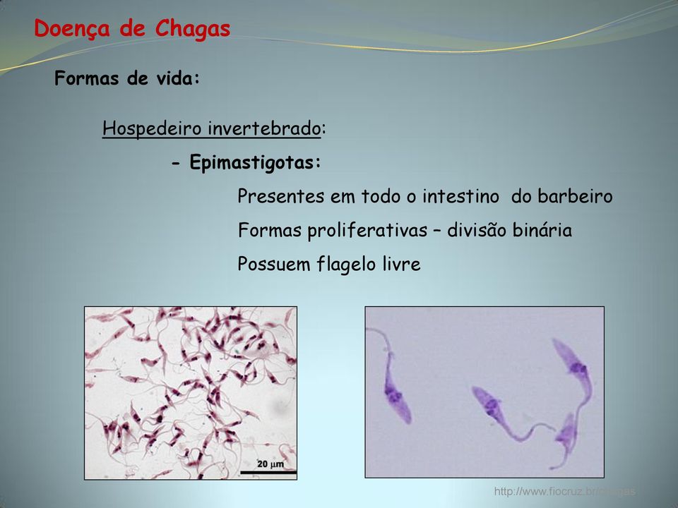 do barbeiro Formas proliferativas divisão