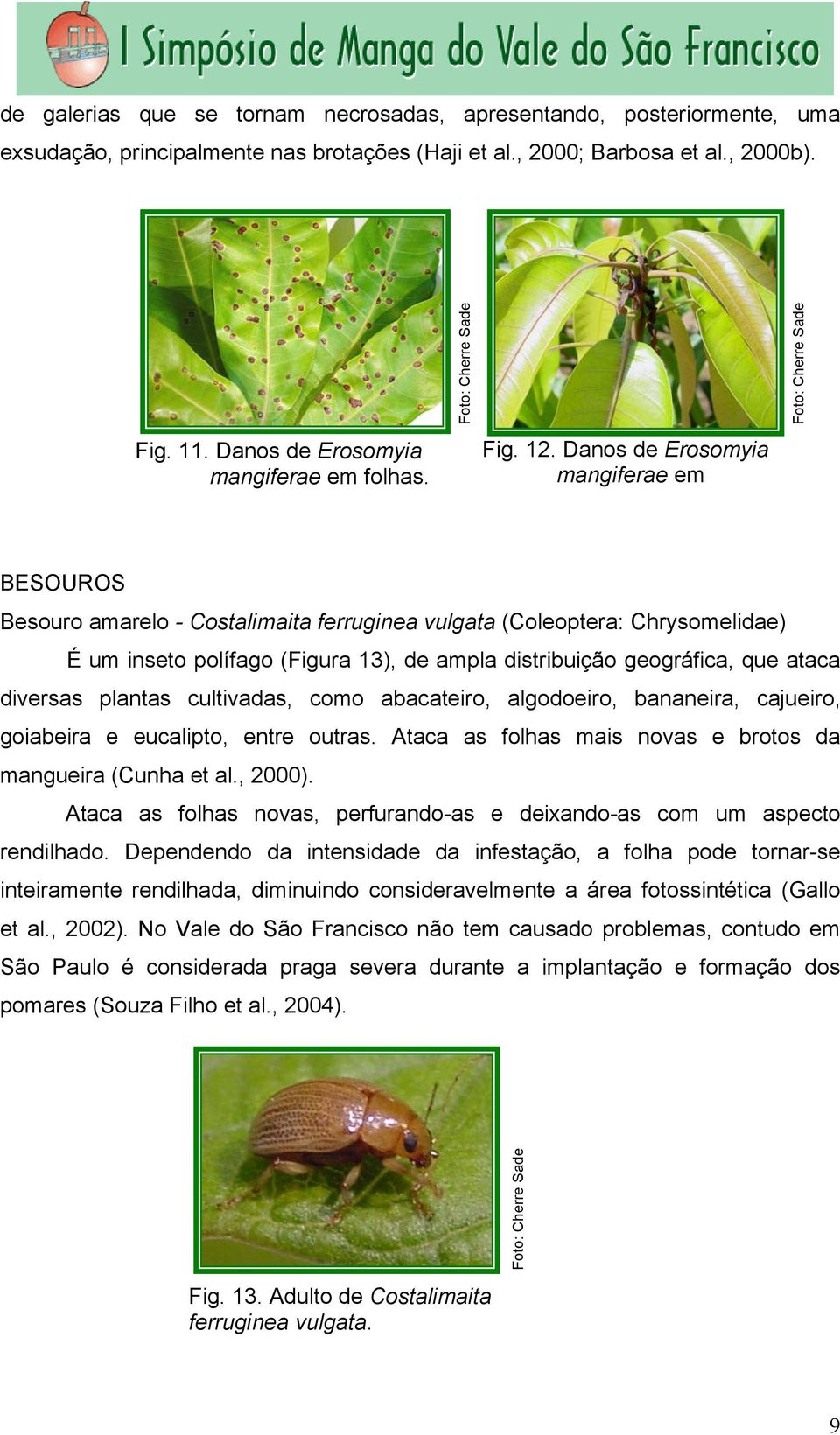 Danos de Erosomyia mangiferae em BESOUROS Besouro amarelo - Costalimaita ferruginea vulgata (Coleoptera: Chrysomelidae) É um inseto polífago (Figura 13), de ampla distribuição geográfica, que ataca