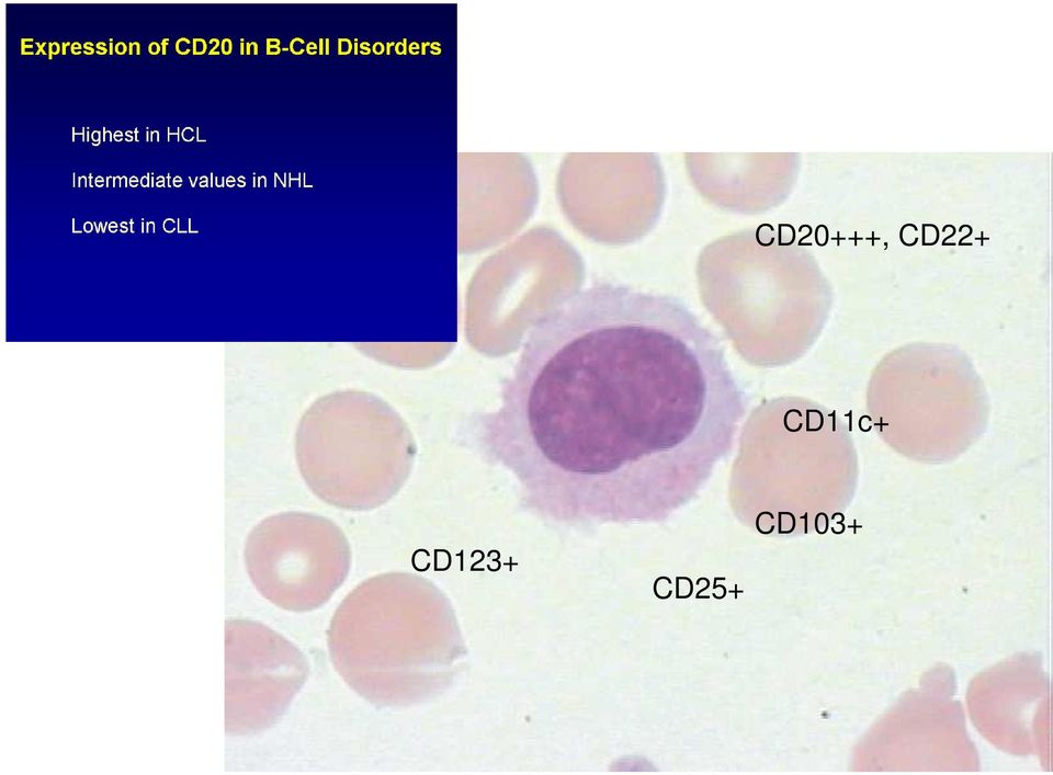 CD11c+