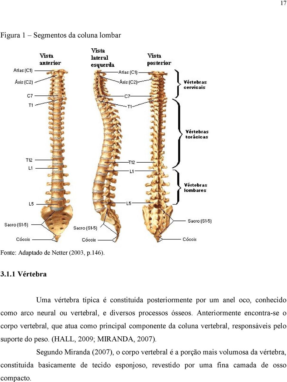 Anteriormente encontra-se o corpo vertebral, que atua como principal componente da coluna vertebral, responsáveis pelo suporte do peso.