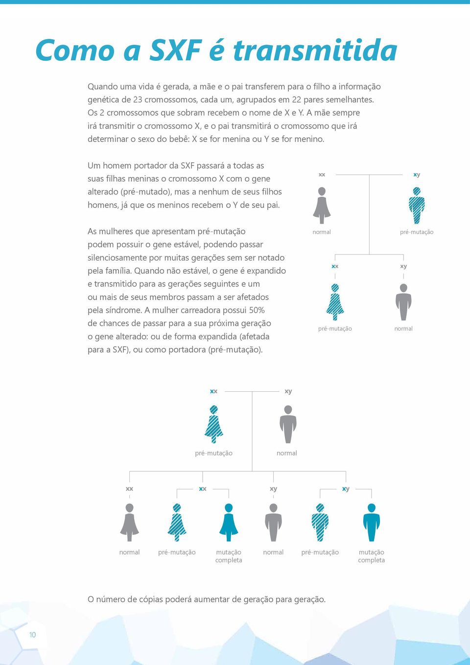 Um homem portador da SXF passará a todas as suas filhas meninas o cromossomo X com o gene alterado (pré-mutado), mas a nenhum de seus filhos homens, já que os meninos recebem o Y de seu pai.