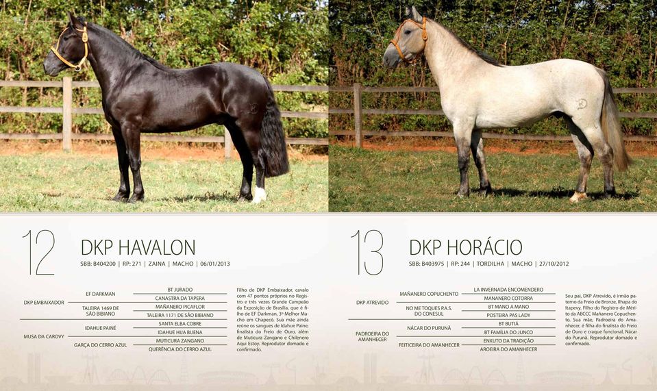 Embaixador, cavalo com 47 pontos próprios no Registro e três vezes Grande Campeão da Exposição de Brasília, que é filho de EF Darkman, 3º Melhor Macho em Chapecó.