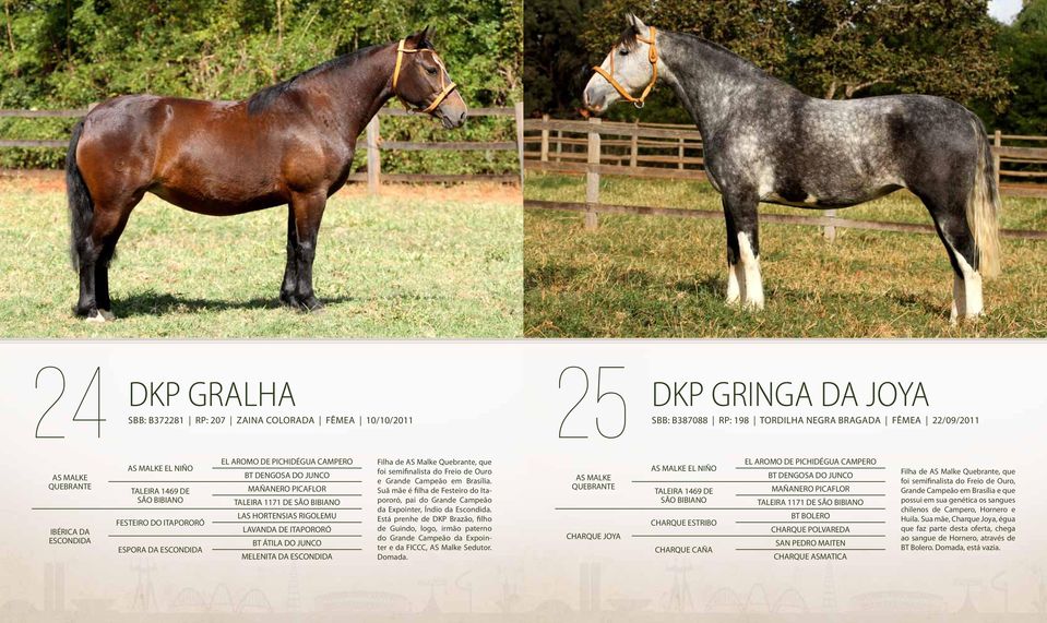 LAVANDA DE ITAPORORÓ BT ÁTILA DO JUNCO MELENITA DA ESCONDIDA Filha de AS Malke Quebrante, que foi semifinalista do Freio de Ouro e Grande Campeão em Brasília.