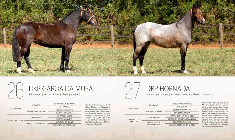 Chapecó e, além disso, é pai comprovado, sendo seus filhos DKP Embaixador e DKP Dançarina Grandes Campeões na Exposição de Brasília.