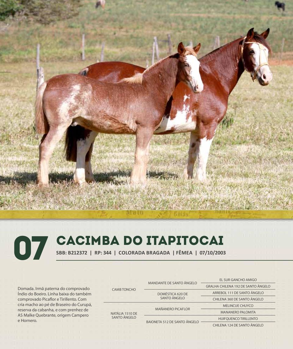 Com cria macho ao pé de Braseiro do Curupá, reserva da cabanha, e com prenhez de AS Malke Quebrante, origem Campero e Hornero.