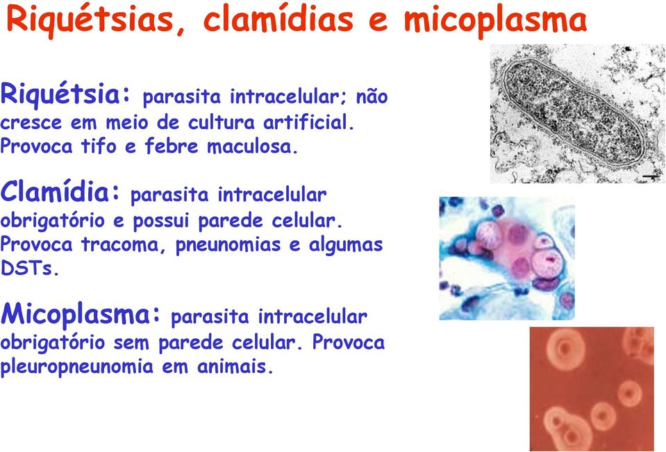 Clamídia: parasita intracelular obrigatório e possui parede celular.