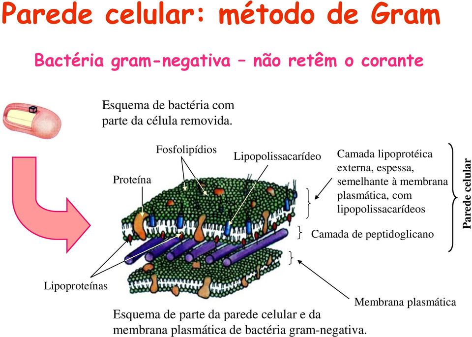 Proteína Fosfolipídios Lipopolissacarídeo Camada lipoprotéica externa, espessa, semelhante à membrana