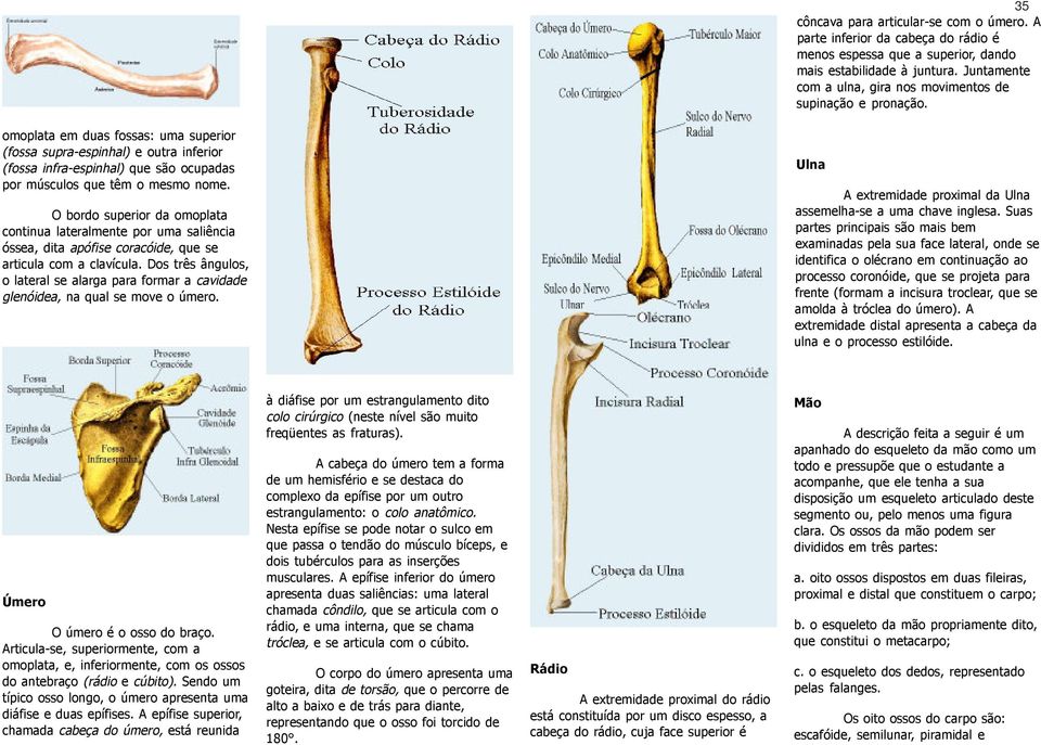 omoplata em duas fossas: uma superior (fossa supra-espinhal) e outra inferior (fossa infra-espinhal) que são ocupadas por músculos que têm o mesmo nome.