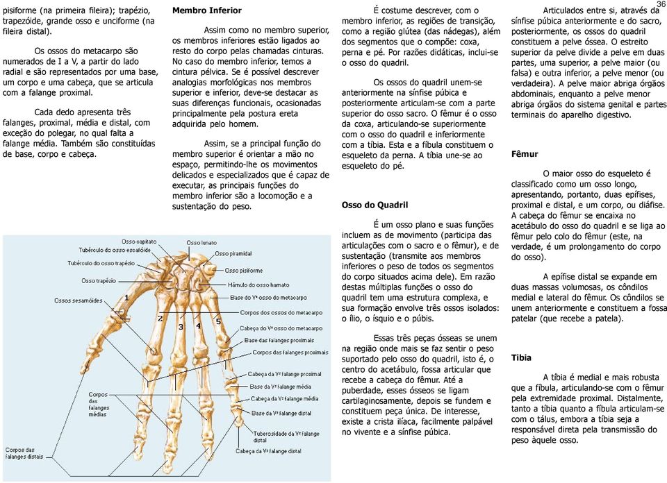 Cada dedo apresenta três falanges, proximal, média e distal, com exceção do polegar, no qual falta a falange média. Também são constituídas de base, corpo e cabeça.