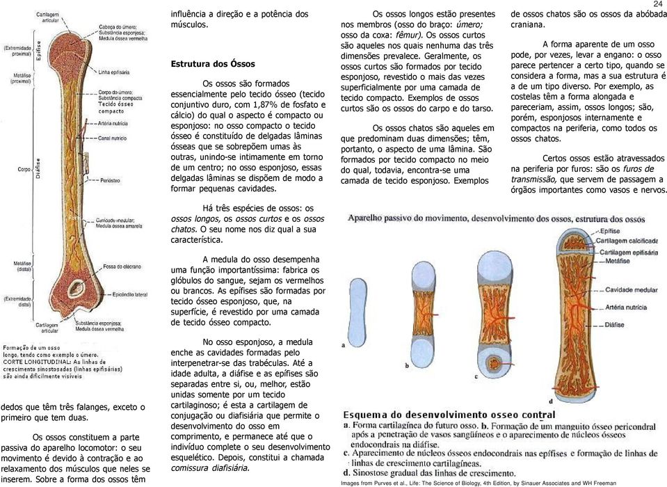 ósseo é constituído de delgadas lâminas ósseas que se sobrepõem umas às outras, unindo-se intimamente em torno de um centro; no osso esponjoso, essas delgadas lâminas se dispõem de modo a formar