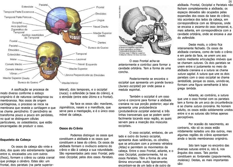 com as têmporas, onde se encaixa a escama do osso temporal, e, mais adiante, em correspondência com a cavidade orbitária, onde se encaixa a asa do esfenóide.