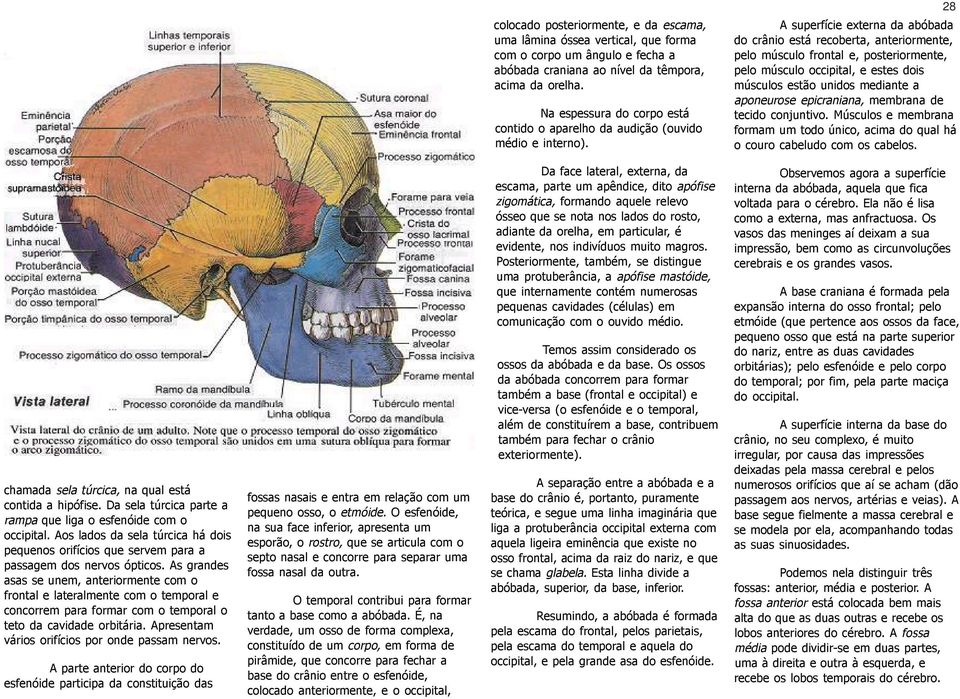 A superfície externa da abóbada do crânio está recoberta, anteriormente, pelo músculo frontal e, posteriormente, pelo músculo occipital, e estes dois músculos estão unidos mediante a aponeurose