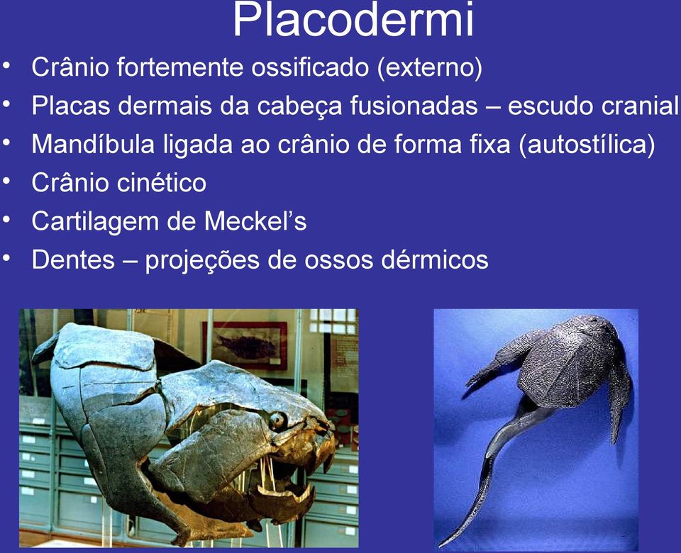 ligada ao crânio de forma fixa (autostílica) Crânio