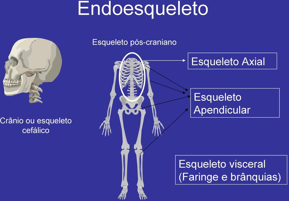 Esqueleto Apendicular Crânio ou