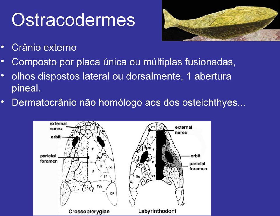 dispostos lateral ou dorsalmente, 1 abertura