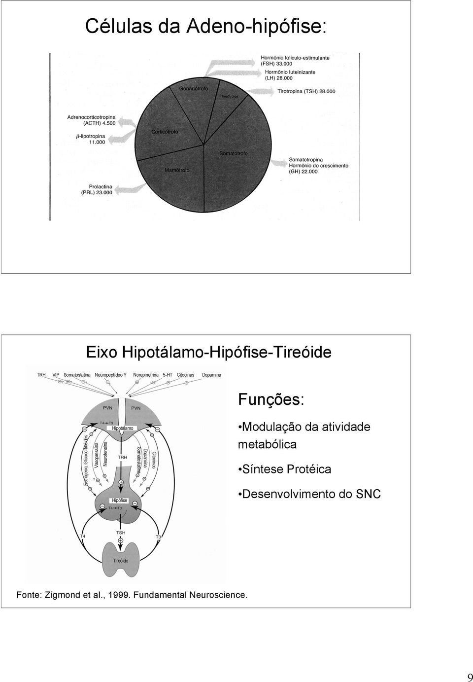 Neurotensina Hipotálamo Hipófise Dopamina Somatostatina Citocinas Modulação da atividade