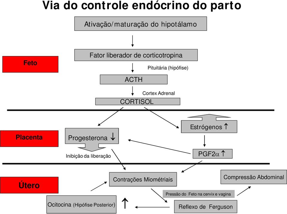 Progesterona Estrógenos Inibição da liberação PGF2 Útero Contrações Miométriais