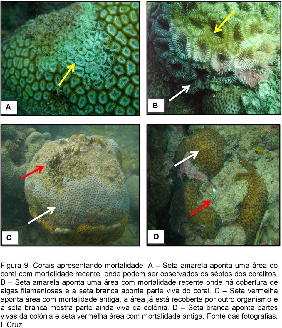 Seta amarela aponta uma área com mortalidade recente onde há cobertura de algas filamentosas e a seta branca aponta parte viva do coral.