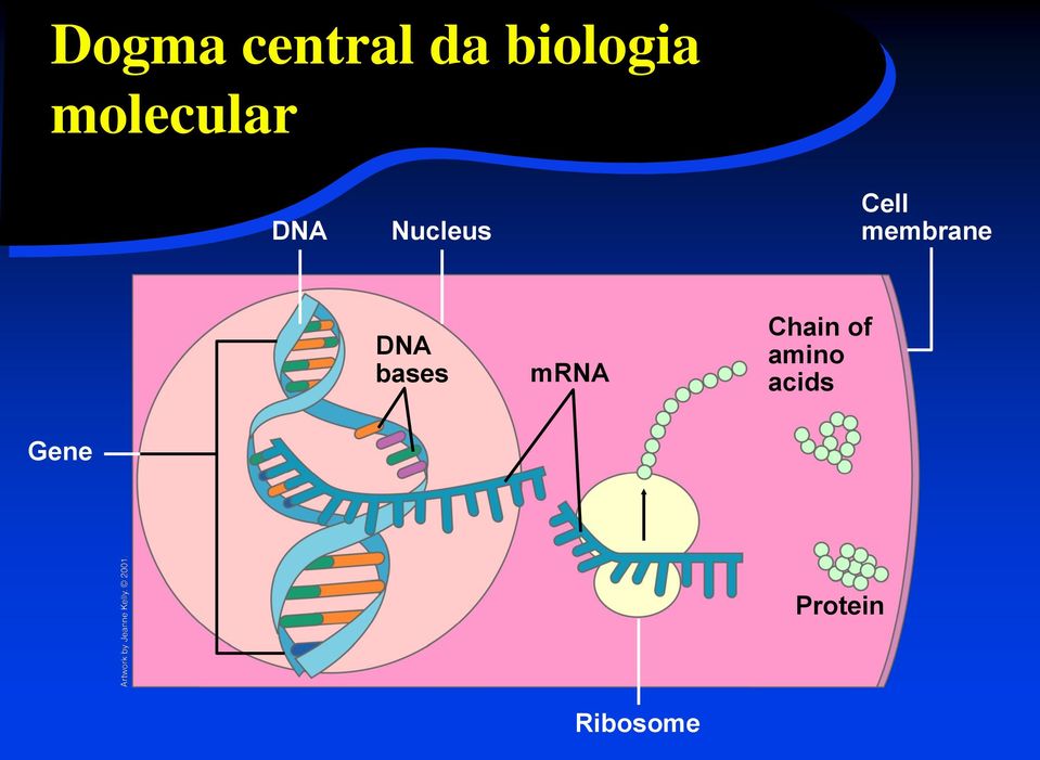 membrane DNA bases mrna Chain