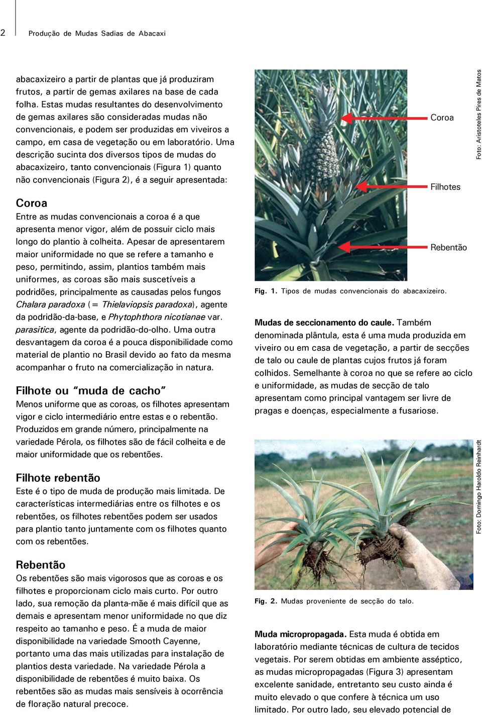 Uma descrição sucinta dos diversos tipos de mudas do abacaxizeiro, tanto convencionais (Figura 1) quanto não convencionais (Figura 2), é a seguir apresentada: Coroa Entre as mudas convencionais a