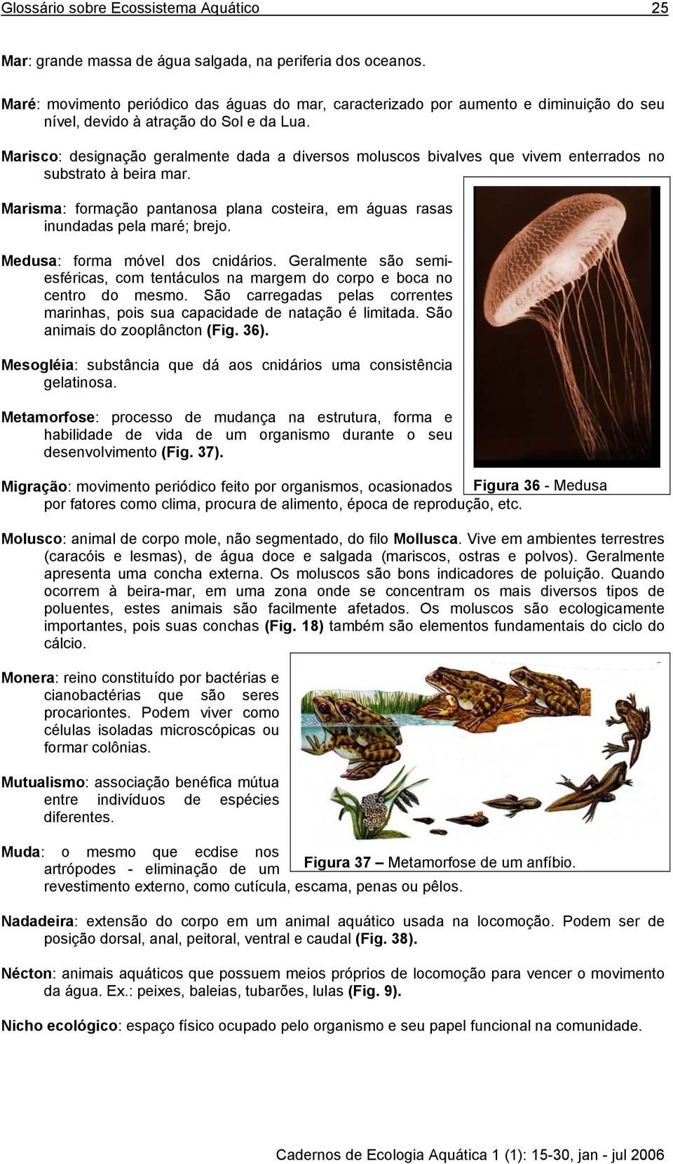 Marisco: designação geralmente dada a diversos moluscos bivalves que vivem enterrados no substrato à beira mar. Marisma: formação pantanosa plana costeira, em águas rasas inundadas pela maré; brejo.