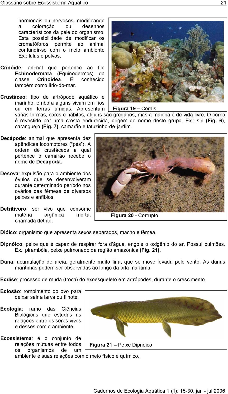 Crinóide: animal que pertence ao filo Echinodermata (Equinodermos) da classe Crinoidea. É conhecido também como lírio-do-mar.