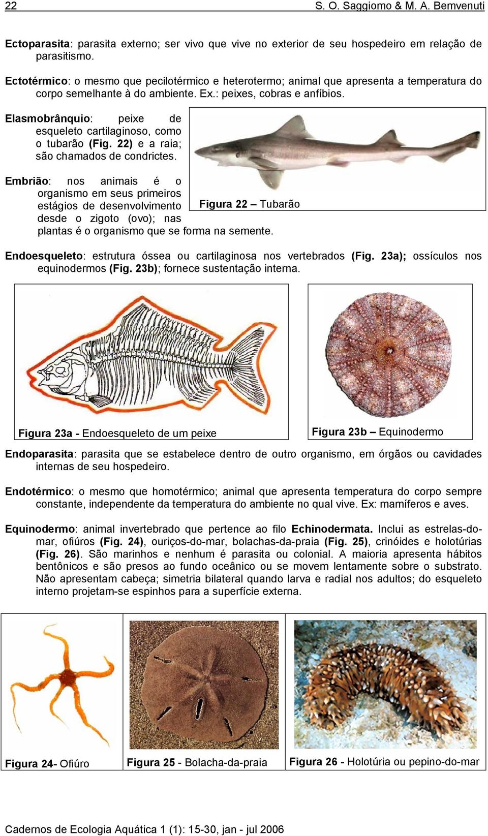 Elasmobrânquio: peixe de esqueleto cartilaginoso, como o tubarão (Fig. 22) e a raia; são chamados de condrictes.