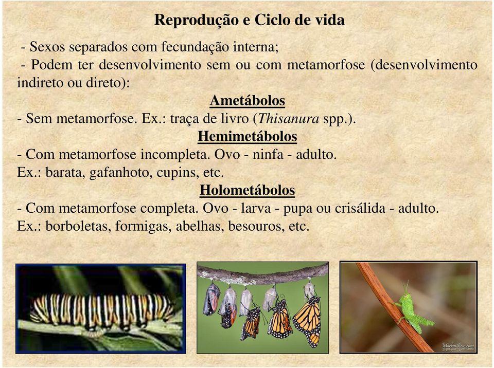 ). Hemimetábolos - Com metamorfose incompleta. Ovo - ninfa - adulto. Ex.: barata, gafanhoto, cupins, etc.